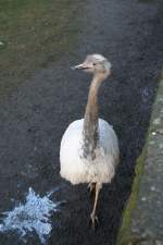 Ein sdamerikanischer Nandu (Rhea americana) am 7.12.2009 im Zoo Dresden.