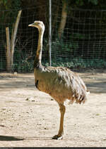 Nandu (Rhea americana) im Zoo Aschersleben.