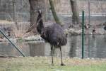 Gewhnlicher Nandu (Rhea americana) am 9.2.2010 im Zoo Karlsruhe.