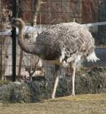 Nandu (Rhea americana) am 11.3.2010 im Zoo Berlin.