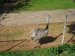 Hier habe ich einen gewhnlichen Nandu beim Tag der offenen Tr im Saarbrcker Zoo Fotografiert.