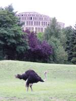 Strau im Zoo von Breslau (Wroclaw) vor der Jahrhunderthalle im Sommer 2011