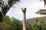 Afrikanischer Strau (Struthio camelus) in Guinate, Lanzarote.