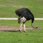 Dieser Strau im Serengetipark versucht sich auch zu verstecken, hat aber noch nicht das Loch im Sand gefunden - 9.9.15