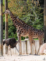 Giraffen und Strausse in der Afrikaanlage des Zoo´s Madrid.