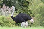 Sdafrikanische Strau (Struthio camelus australis) am 25.9.2010 im Toronto Zoo.