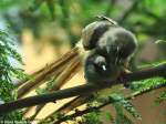 Streifenmausvogel (Colius striatus) im Zoo Berlin (Juli 2015).