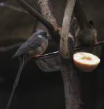 Braunflgel-Mausvogel oder Gestreifter Mausvogel (Colius striatus) am 25.2.2010 im Zoo Berlin.