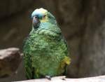 Rotbugamazone oder auch Blaustirnamazone (Amazona aestiva aestiva) am 25.2.2010 im Zoo Berlin.