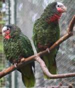 Zwei Cubaamazonen (Amazona leucocephala) am 11.3.2010 im Zoo Berlin.