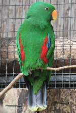 Neuguinea-Edelpapagei (Eclectus roratus polychloros) am 4.6.2010 im Vogelpark Steinen.