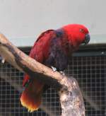 Weibchen eines Riedel-Edelpapageis (Eclectus roratus riedeli) am 25.2.2010 im Zoo Berlin.