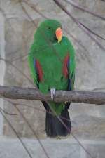 Edelpapagei (Eclectus roratus) am 18.4.2010 im Tierpark Berlin.