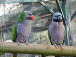 Chinasittiche (Psittacula derbiana) im Tierpark Grlitz am 14.2.22  Das Mnnchen erkennt man an dem rotem Schnabel.