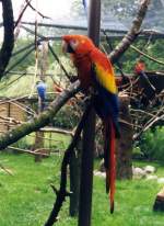 Ara im Allwetterzoo (MNSTER/Deutschland, 29.06.1999) -- eingescanntes Foto