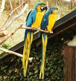 GELBBRUSTARAS IN HERBORN-UCKERSDORF(HESSEN)  Herrliche Beobachtungen sind im Tier- und Vogelpark HERBORN-UCKERSDORF mglich, hier ein Prchen  Gelbbrustaras,am 9.4.2018...