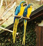 GELBBRUSTARAS IN HERBORN-UCKERSDORF(HESSEN)  Herrliche Beobachtungen sind im Tier- und Vogelpark HERBORN-UCKERSDORF mglich, hier ein Prchen  Gelbbrustaras,am 9.4.2018...