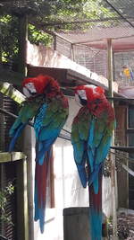 Roter Ara, Papagei, ist indigenen Ursprungs, das lautmalerisch aus dem Schrei der Tiere gebildet wurde.