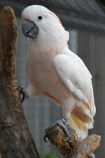 Molukkenkakadu (Cacatua moluccensis) am 2.5.2010 im Freizeitpark Memleben.