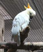 Der Orangehaubenkakadu (Cacatua sulphurea citrinocristata) ist eine Unterart des Gelbwangenkakadus, die auf den kleinen Sundainseln vorkommt.