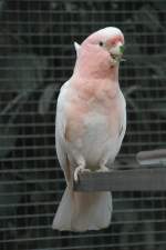 Inka-Kakadu (Cacatua leadbeateri) am 11.3.2010 im Zoo Berlin.