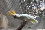 Orangehaubenkakadu (Cacatua sulphurea citrinocristata) mit aufgestellter Federkrone.