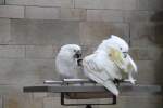 Zwei Weihaubenkakadus (Cacatua alba) am 11.3.2010 im Zoo Berlin.