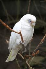 Nacktaugenkakadu (Cacatua sanguinea) am 22.6.2010 im Leintalzoo bei Schwaigern.