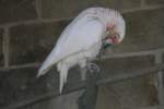 Nasenkakadu (Cacatua tenuirostris) am 18.4.2010 im Tierpark Berlin.