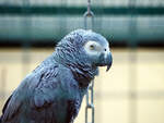 Der Graupapagei gilt als der  Professor unter den V�geln.
