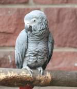 Kongograupapagei (Psittacus erithacus erithacus) am 13.12.2009 im Tierpark Berlin.