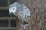 Ein Graupapagei (Psittacus erithacus) schaut aus seiner Hhle.