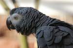 Graupapagei (Psittacus erithacus) im Tirpark Berlin.