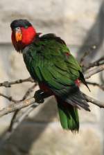 Grnschwanzlori (Lorius chlorocercus) im Tierpark Berlin.