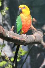 Jendayasittich (Aratinga jandaya) im Tierpark Berlin.