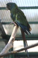 Gebirgsara oder auch Blaukopfara (Primolius couloni) am 18.4.2010 im Tierpark Berlin.