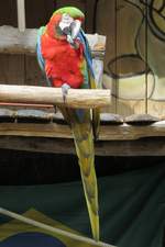 Papagei im Zoo d'Amneville, 26.9.2017