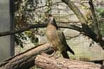 Ein Kea beim Ausblick von einem Baumstamm.