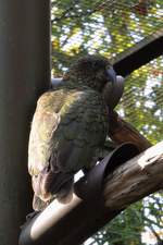 Kea im Zoo d'Amneville, 26.9.2017