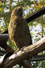 Kea im Zoo d'Amneville, 26.9.2017