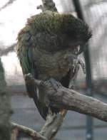 Dieser Kea (Nestor notabilis)will erst sein Gefieder vor dem Fotoschooting richten.