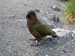 Kea, Milford Sound Highway - New Zealand 26.11.2004