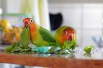 Dieses Pfirsichköpfchen-Papageienpärchen der Gattung der  Unzertrennlichen  (Agapornis)tragen ihren Namen von der Paarbindung, die normalerweise ein Leben lang dauert.