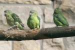 Ein Gruppe Graukpfchen (Agapornis canus) im Tierpark Berlin.