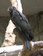 Groe Vasapapagei (Coracopsis vasa), eine auf Madagaskar und den Komoren heimische Papageienart, am 25.2.2010 im Zoo Berlin.