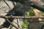 Kleiner Vasapapagei oder auch Rabenpapagei (Coracopsis nigra) im Tierpark Berlin.