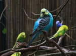 Blauer Wellensittich whrend drei-sekndiger Ruhepause am 05.10.2020 im Weltvogelpark Walsrode.