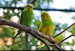  Und, was isst du morgen zum Mittag?   Neckisches Gesprch zum Wochenende zwischen zwei Wellensittichen (Melopsittacus undulatus) im Zoo Aschersleben.