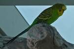 Wellensittich (Melopsittacus undulatus), Haus des Meeres in Wien.