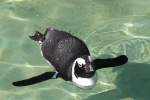 Brillenpinguin (Spheniscus demersus) am 27.6.2010 im Leipziger Zoo.